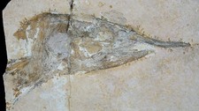 Malm  Kopf eines sehr großen Schnabelfisches  Aspidorhynchus  Solnhofen  KE37-11