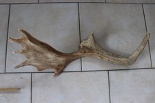 Abwurfstangen Damgeweih Geweihstangen Hirschhorn Hirschgeweih Damhirsch