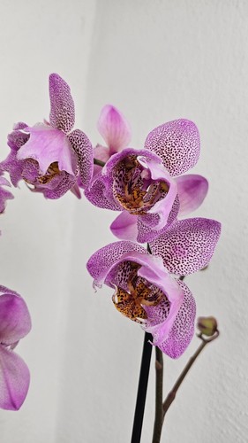 Orchidee phalaenopsis - orchidee,