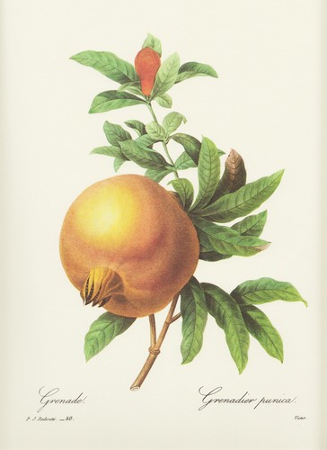 Granatapfel baum punica - granatapfel,