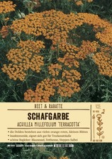 Achillea millefolium 'Terracotta' - Schafgarbe 'Terracotta' - 9cm Topf