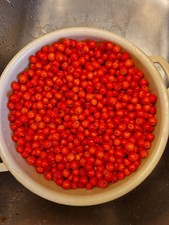 Vogelbeere Edel Vogelbeere Essbar Winterhart Baum Ca. 40 Cm