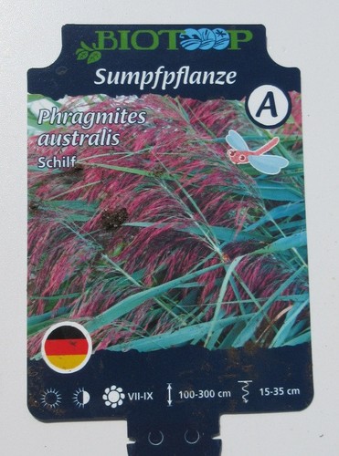 Phragmites australis schilf - -,