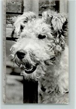 10143206 - Foxterrier Terrier