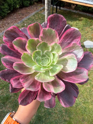 Aeonium aurora variegated - aeonium,