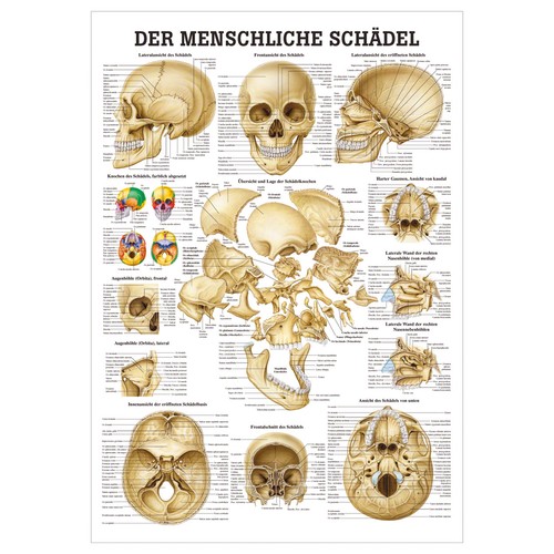 Schädel und schädelknochen - schädel,
