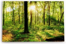 120x80cm Wandbild Wald Bäume