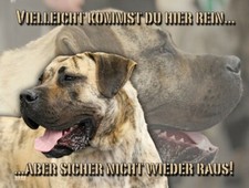 Presa canario - presa, (dogo)