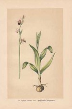 Ophrys scolopax subsp. cornuta