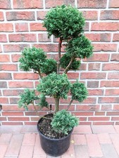 Chamaecyparis obtusa 'Drath' (Höhe: 110-120 cm), Bonsai, Formpflanze + Dünger