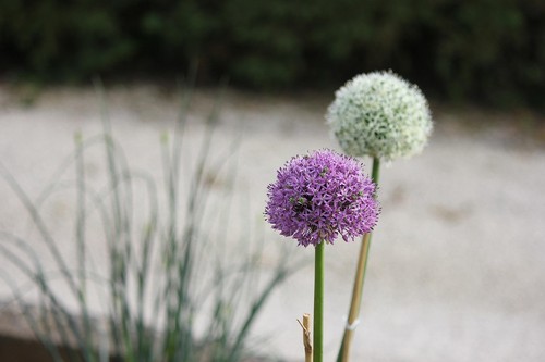 Winterhart lila weiss allium - lila,