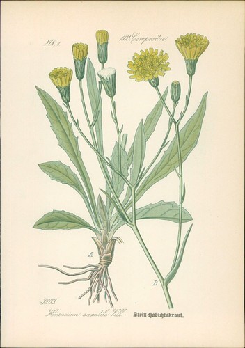 Chromolithographie - ,