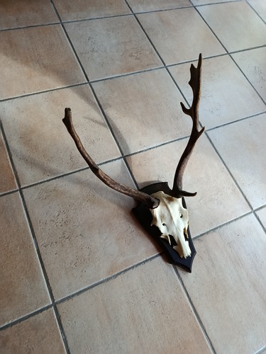 Hirschgeweih damhirsch - hirschgeweih,