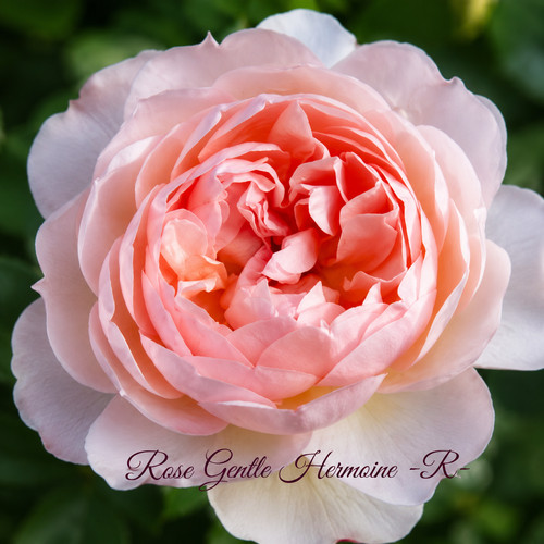 Rose gentle hermione - ‘gentle, hermione’®