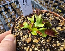 Dionaea muscipula "Flat