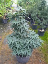 Acer palmatum Mikawa