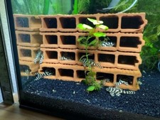 Welshöhle 5-fach für L-Welse