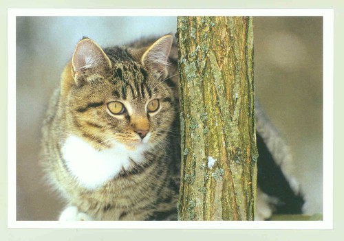 Postkarte katze neu - 6:,