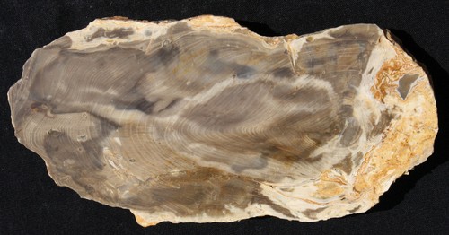 Versteinertes holz aus ungarn - versteinertes,