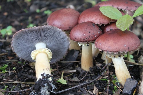 Braunkappe flüssigmycel pilz - flüssigmycel,