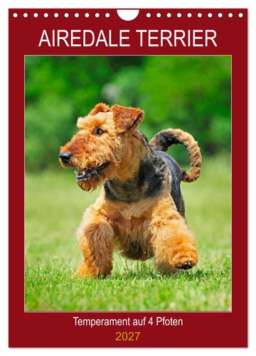 Airedale terrier temperament - terrier,