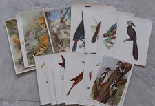 Zigarettenbilder bunte Vögel