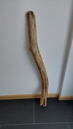 Treibholz schwemmholz 87cm ast - treibholz,