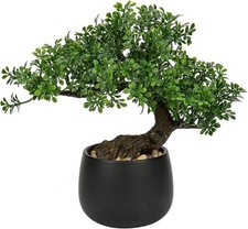 Compact Juniper Bonsai Tree -