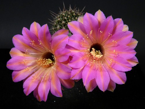 Echinopsis hybride rosa mit - "rosa",