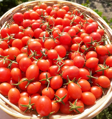 Johannisbeertomate rot - rot, 40