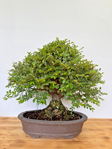 Bonsai japanische ulme - japanische,