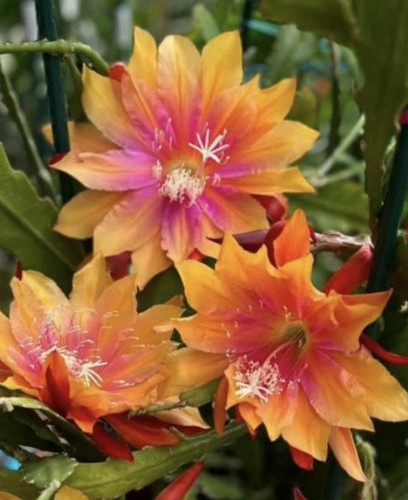 Epiphyllum clarity happy - „clarity's,