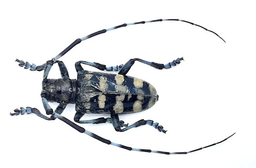 Cerambycidae anoplophora - cerambycidae,,