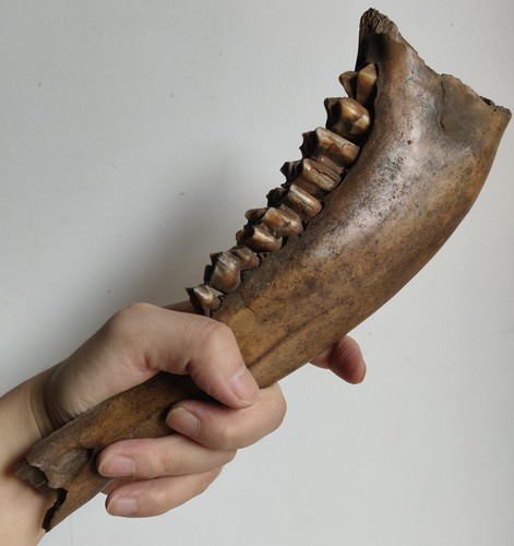 Original unterkiefer fossil - original,