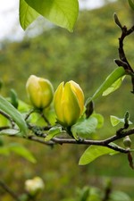 Magnolia 'Green Bee'