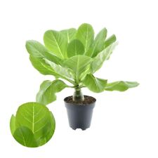 Brighamia Insignis Hawaiipalme 40 cm exotische Zimmerpflanze tropisches Flair