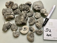 Ammoniten Pleuroceras spinatum