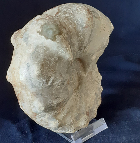 Ammonit ceratites weyeri - ammonit,
