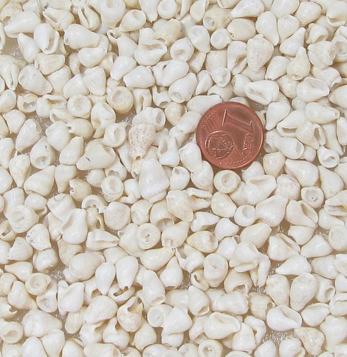 Muscheln 500 echte - ,