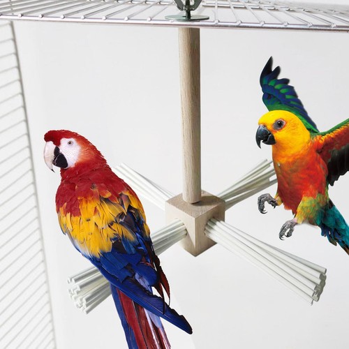 Holzpapagei barch vogel - barch,