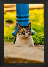 Calico Katze Portrait
