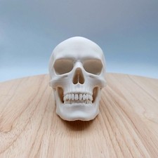 Schädel  Skull Halloween Dekofigur Menschlich Farbe Weiß auch für außen