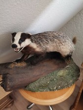 Schönes TIERPRÄPARAT Dachs 