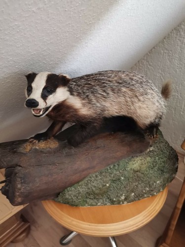 Schönes tierpräparat dachs - schönes,