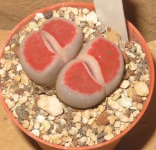 Lithops karasmontana cv