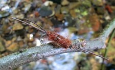 Gilchrist Fliegen. 3 x FYGGI