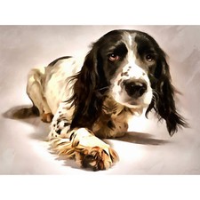 Springer Spaniel Hund Haustier