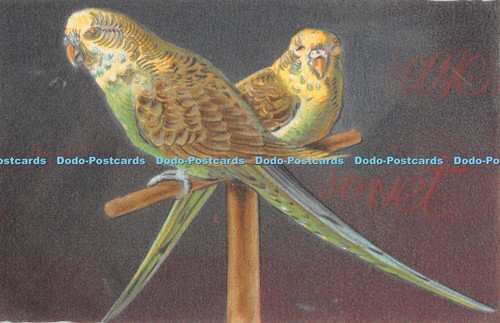 R307659 papageien - r307659,