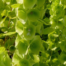 Muschelblume 100 Samen Molucella laevis Glockenblume BELLS OF IRELAND