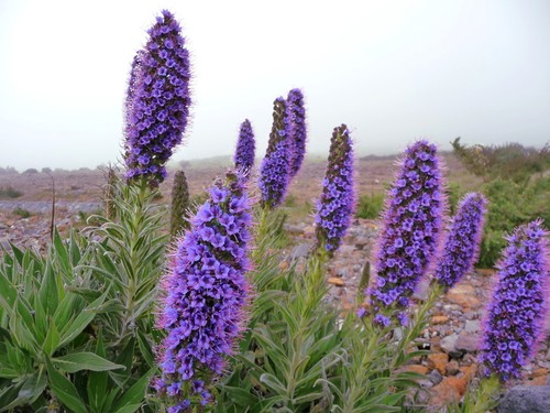 Samen der blaue - der, natterkopf